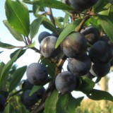 0609F 43 Rotterdam-Leer